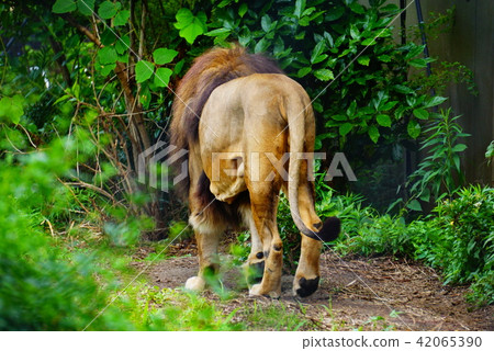 Male lion Male lion 42065390