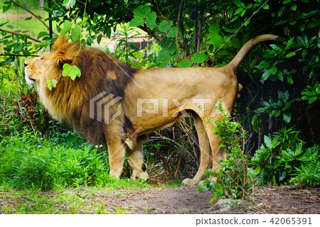 Male lion 42065391