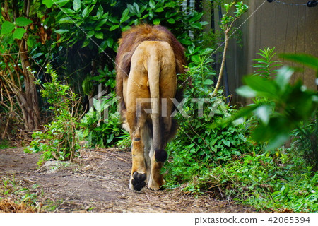 Male lion 42065394
