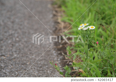 Roadside fishyeon 42065417