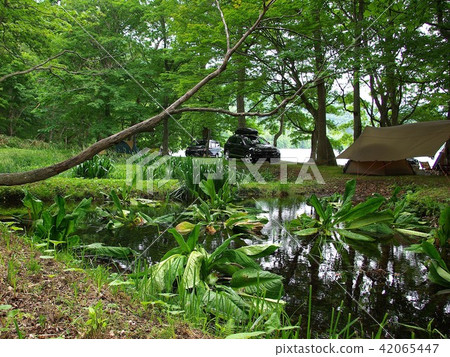 Campsite in the forest Campsite in the forest 42065447