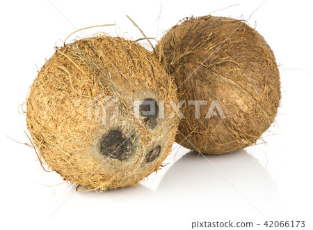 Fresh brown coconut isolated on white 42066173