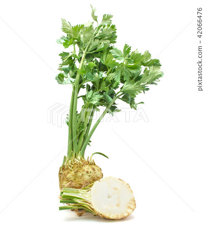 Fresh celery isolated on white Fresh celery isolated on white 42066476