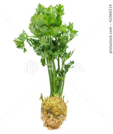 Fresh celery isolated on white Fresh celery isolated on white 42066514
