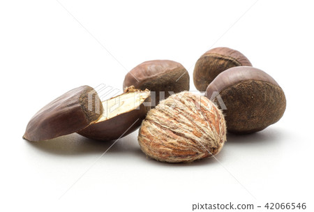 Raw edible Chestnut isolated on white Raw edible Chestnut isolated on white 42066546