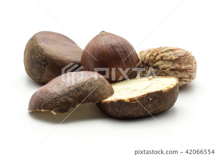 Raw edible Chestnut isolated on white Raw edible Chestnut isolated on white 42066554