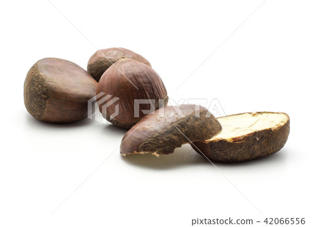 Raw edible Chestnut isolated on white Raw edible Chestnut isolated on white 42066556