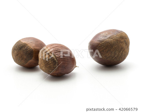Raw edible Chestnut isolated on white 42066579