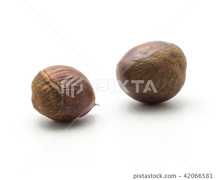 Raw edible Chestnut isolated on white Raw edible Chestnut isolated on white 42066581