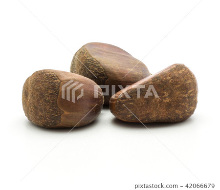 Raw edible Chestnut isolated on white 42066679