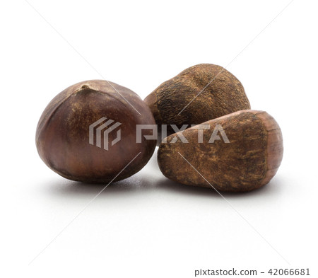 Raw edible Chestnut isolated on white Raw edible Chestnut isolated on white 42066681