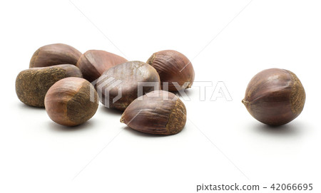 Raw edible Chestnut isolated on white Raw edible Chestnut isolated on white 42066695