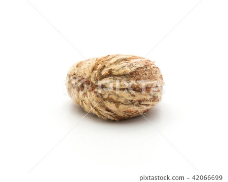 Raw edible Chestnut isolated on white Raw edible Chestnut isolated on white 42066699