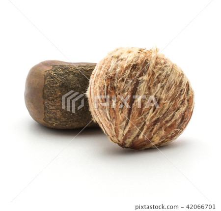 Raw edible Chestnut isolated on white 42066701