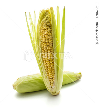 Fresh corn isolated on white 42067080