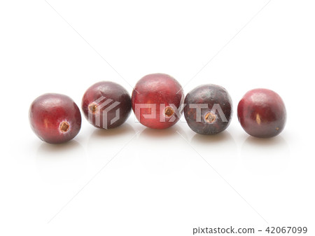 Fresh Cranberry isolated on white Fresh Cranberry isolated on white 42067099