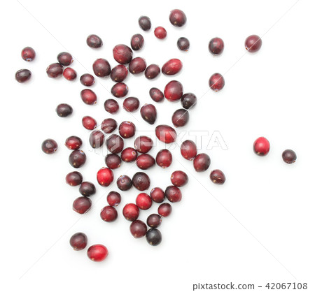 Fresh Cranberry isolated on white Fresh Cranberry isolated on white 42067108