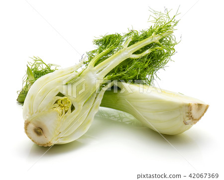 Fresh fennel isolated on white Fresh fennel isolated on white 42067369