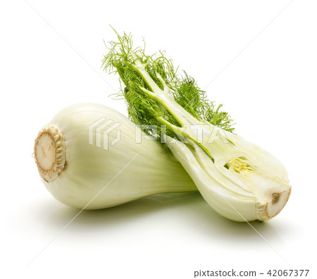 Fresh fennel isolated on white Fresh fennel isolated on white 42067377