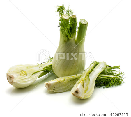 Fresh fennel isolated on white Fresh fennel isolated on white 42067395