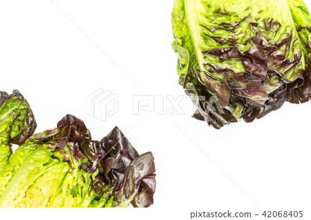Fresh raw lettuce red little gem isolated on white Fresh raw lettuce red little gem isolated on white 42068405