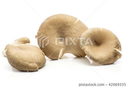Oyster mushroom isolated on white 42069335