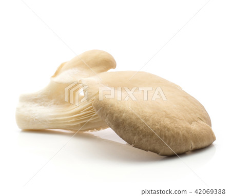Oyster mushroom isolated on white 42069388