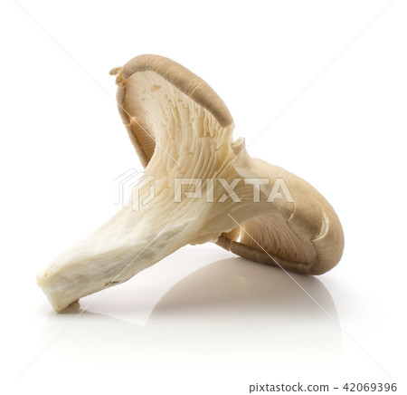 Oyster mushroom isolated on white 42069396