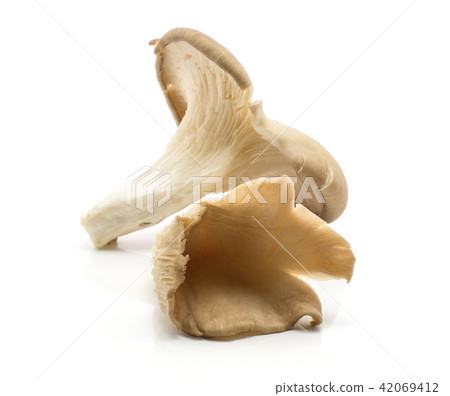 Oyster mushroom isolated on white 42069412