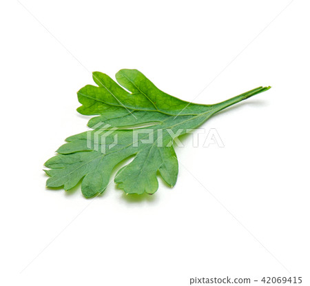 Fresh parsley isolated on white Fresh parsley isolated on white 42069415