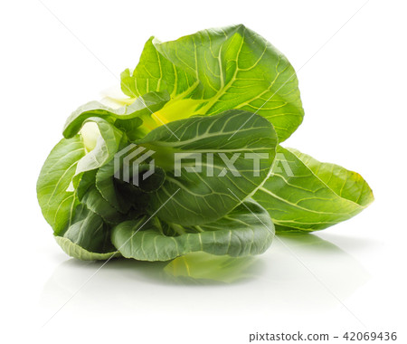 Fresh Bok choy isolated on white Fresh Bok choy isolated on white 42069436