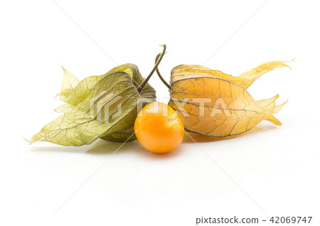 Fresh physalis isolated on white Fresh physalis isolated on white 42069747