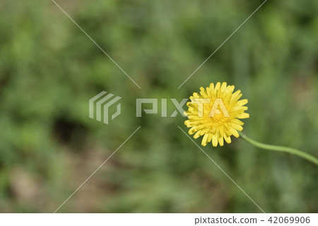 貓耳菊 貓耳菊 42069906