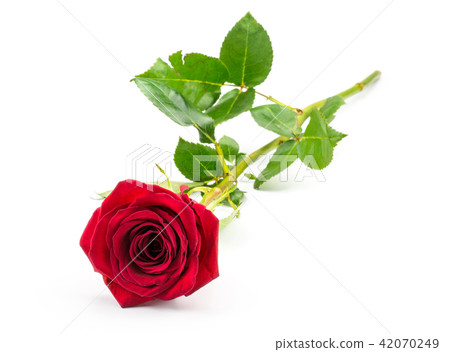 Red rose isolated on white background Red rose isolated on white background 42070249