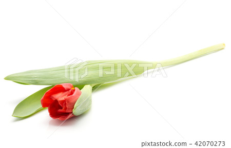 Red tulip isolated on white Red tulip isolated on white 42070273