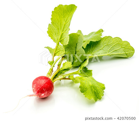 Fresh red radish isolated on white 42070500