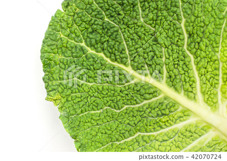 Fresh Savoy Cabbage isolated on white Fresh Savoy Cabbage isolated on white 42070724
