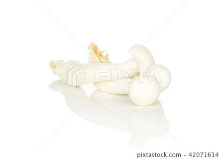Fresh raw white shimeji mushroom isolated on white Fresh raw white shimeji mushroom isolated on white 42071614