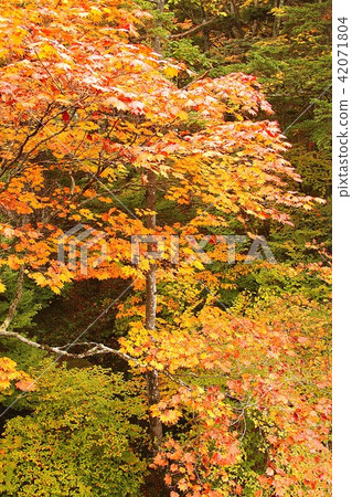 樹木在深秋色彩，在Oku-Nikko Chuzenji湖岸邊的森林 42071804