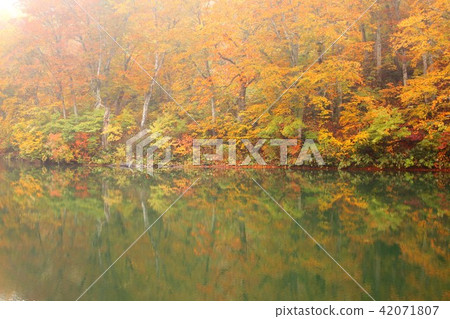 秋天的長野縣小谷村，神奇而美麗的秋葉在Kamoi池塘的表面上反映出來 42071807