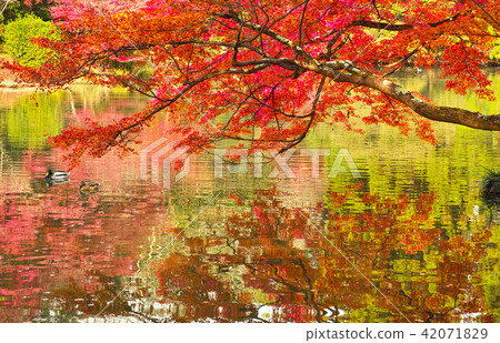 Autumn leaves, ponds and ducks Autumn leaves, ponds and ducks 42071829