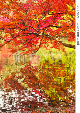 Autumn leaves and ponds Autumn leaves and ponds 42071830