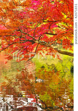 Autumn leaves, ponds and ducks 42071831
