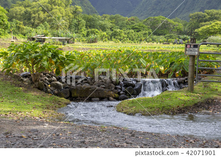 Taro potato field Waipio valley / Waipio Valley, Hawaii 42071901