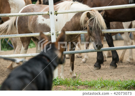看Senbonmatsu大農場1的馬的狗 42073073