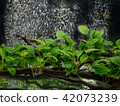 Anubias barteri aquarium plants  42073239