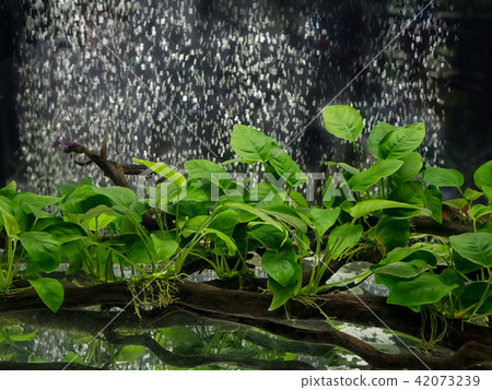 Anubias barteri aquarium plants  Anubias barteri aquarium plants  42073239