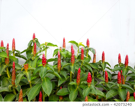 Crape ginger, Malay ginger, Spiral Flag 42073240