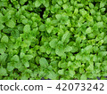 Mint leaves peppermint leaves of mint  42073242