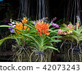 Orchid farm orchid flower in plant market Thailand 42073243